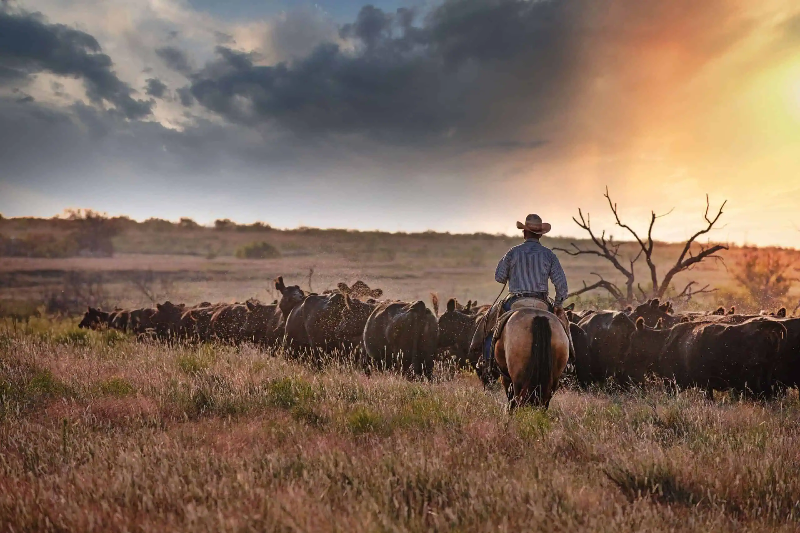 A Texas ranch scene with a line of cattle standing near a fence under a wide open sky, photorealistic news photography