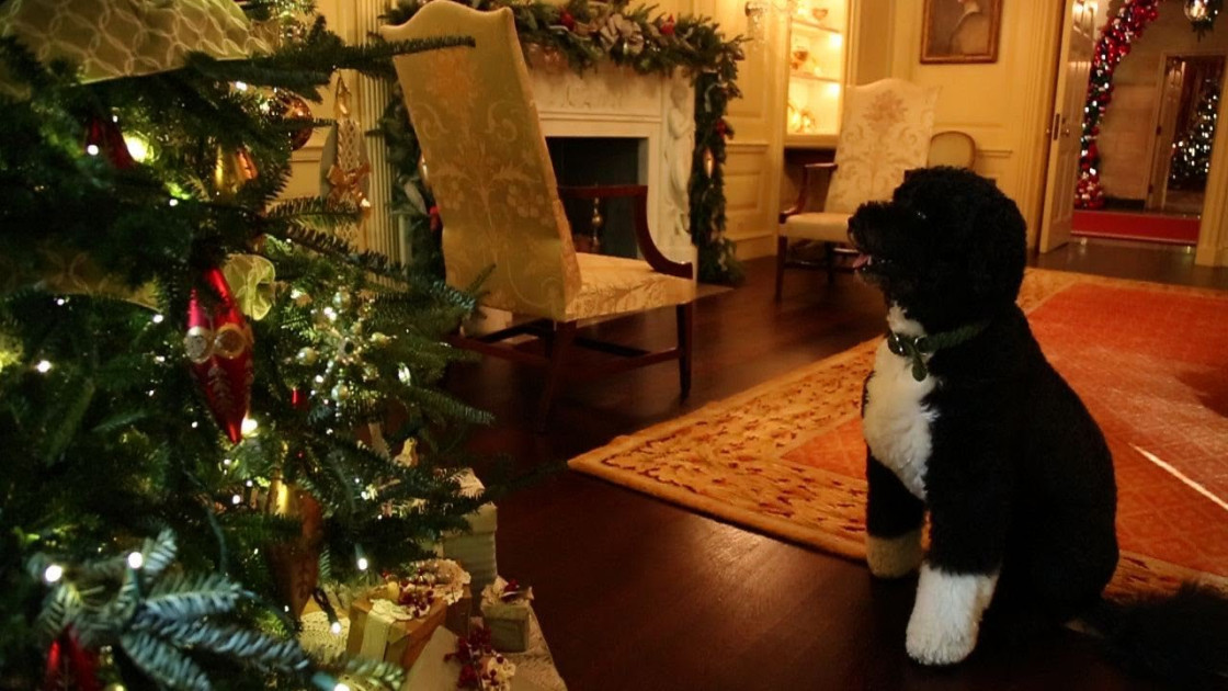 Bo the dog White House Christmas 2012