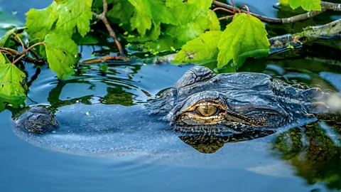 Florida Everglades landscape with alligators